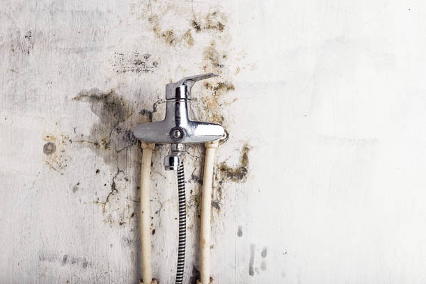 Best Toxic Mold Removal  in Tracyton, WA