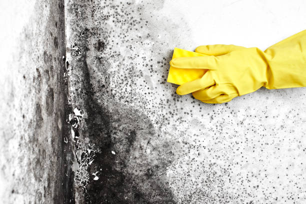 Best Emergency Mold Removal  in Tracyton, WA