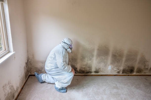 Best Certified Mold Removal  in Tracyton, WA