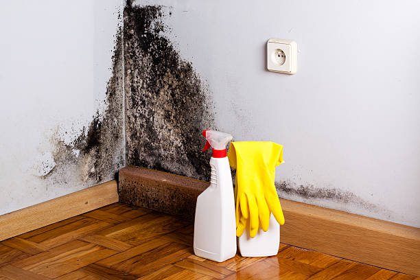Office Mold Removal Services in Tracyton, WA