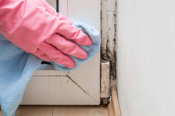 Certified Mold Removal in Tracyton, WA